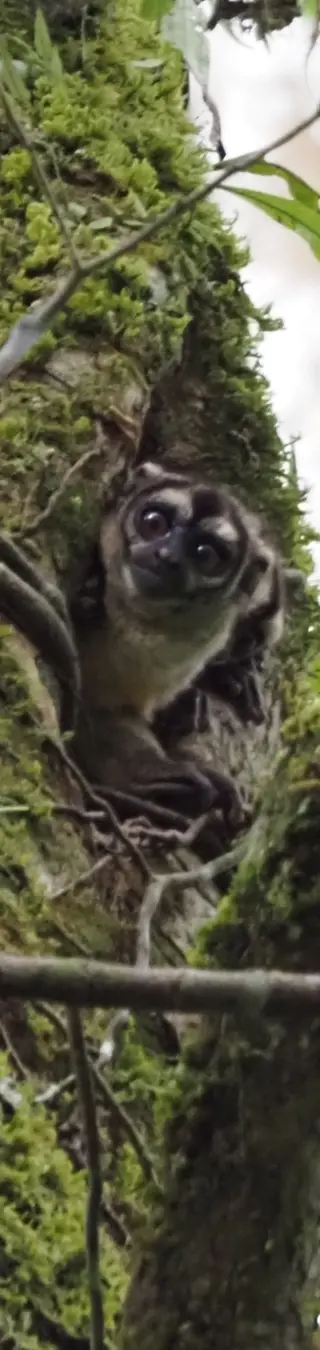 Auf der Suche nach den Dschungelbewohnern im Amazonas